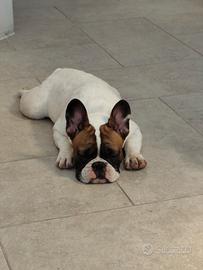 Bulldog Francese di 5 mesi con Pedigree e accessor