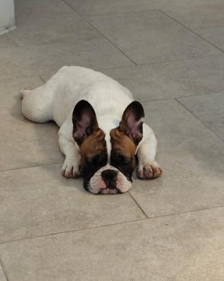 Bulldog Francese di 5 mesi con Pedigree e accessor
