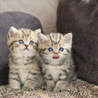 British shorthair Golden