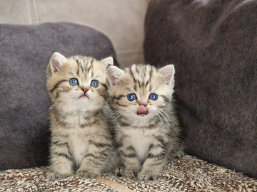 British shorthair Golden