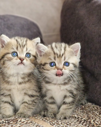 British shorthair Golden