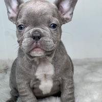 Bulldog francese