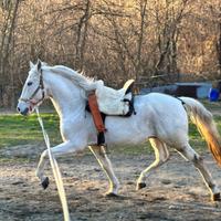 Due cavalli per mezza fida