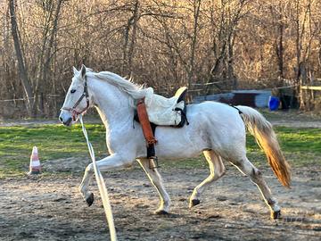 Due cavalli per mezza fida