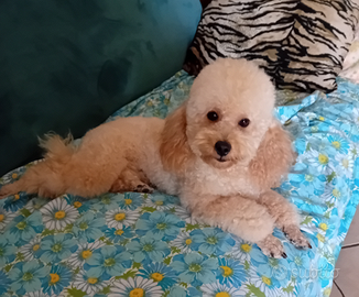 Barboncini cucciole disponibile