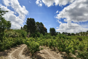 Intera vasta proprietà in contrada Gaddira
