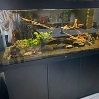 Acquario juwel 450 l