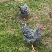 Galline e galli di razza