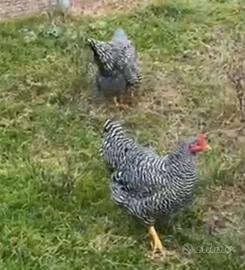 Galline e galli di razza