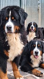 Bovaro del bernese cuccioli disponibili allevament