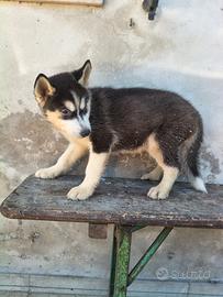 Siberin husky con pedigree Enci
