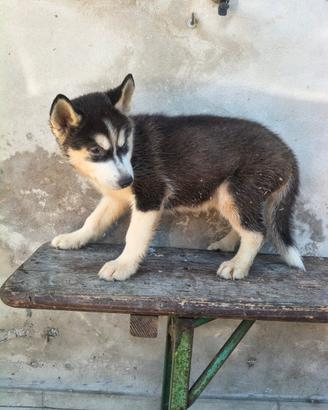 Siberin husky con pedigree Enci