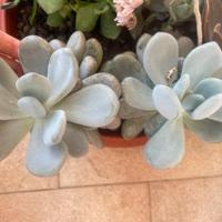 Pianta BABY Pachyphytum oviferum