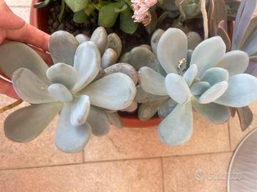 Pianta BABY Pachyphytum oviferum