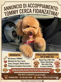 Disponibile per monta