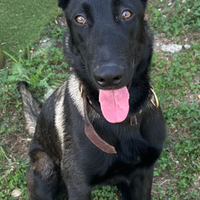 Cuccioli di pastore belga malinois carbone