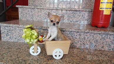 Chihuahua