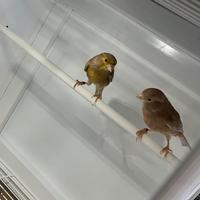 Canarini Bruno pastello e Agata