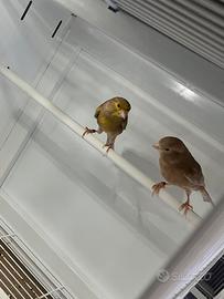 Canarini Bruno pastello e Agata