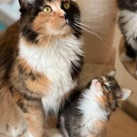 Nuovi cuccioli pedigree Anfi