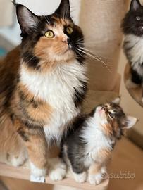 Nuovi cuccioli pedigree Anfi