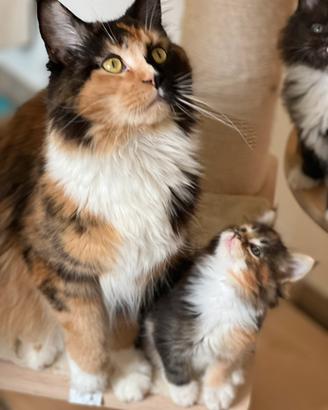 Nuovi cuccioli pedigree Anfi