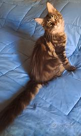 Splendido cucciolo Maine coon con pedigree 