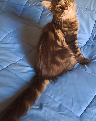 Splendido cucciolo Maine coon con pedigree 