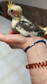 Calopsite allevate a mano