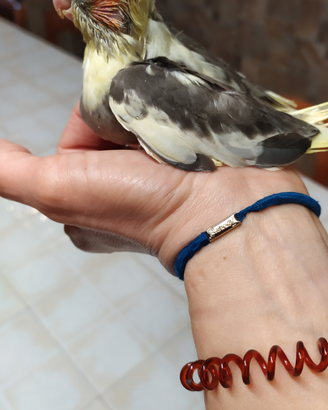 Calopsite allevate a mano