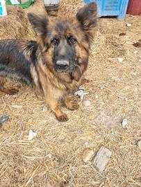 Cane pastore tedesco pelo lungo femmina