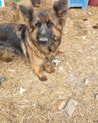 Cane pastore tedesco pelo lungo femmina
