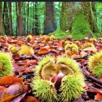 Castagneto+magazzino