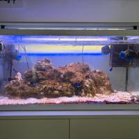 Acquario Marino 100 litri