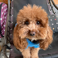 Toy nano disponibile x monta