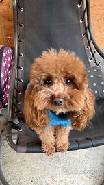 Toy nano disponibile x monta