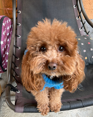 Toy nano disponibile x monta