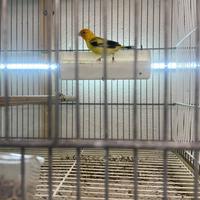 Cardelleni mayor e alto