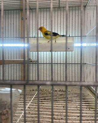 Cardelleni mayor e alto