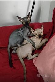 Gatto sphynx