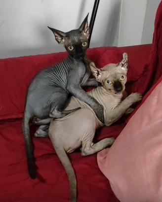 Gatto sphynx