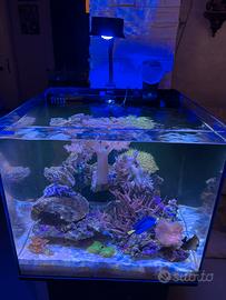 Acquario marino con Sump posteriore