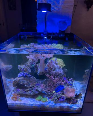 Acquario marino con Sump posteriore