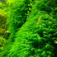 Fissidens fontanus - Phoenix moss