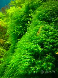 Fissidens fontanus - Phoenix moss