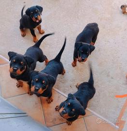 Cuccioli Rottweiler
