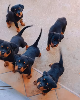Cuccioli Rottweiler