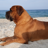 Bullmastiff per accoppiamento