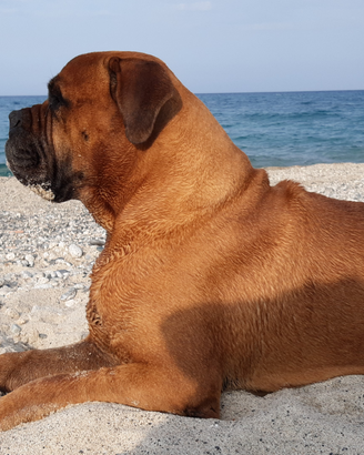 Bullmastiff per accoppiamento