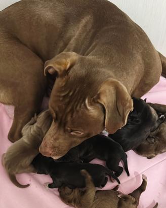 Cuccioli di Pitbull di 3 mesi